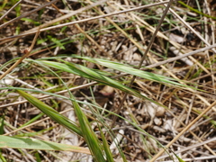 Bromus diandrus