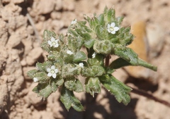 Ipomopsis polycladon