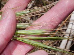 Bromus diandrus