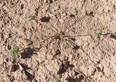 Ipomopsis polycladon