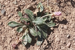 Oenothera cespitosa