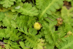 Leptinella potentillina