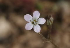 Gilia clokeyi