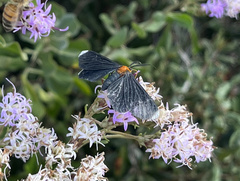 Melanchroia chephise