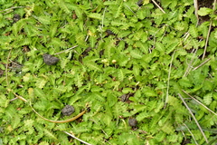 Leptinella potentillina