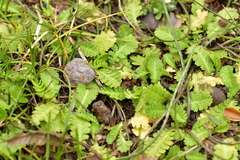 Leptinella potentillina