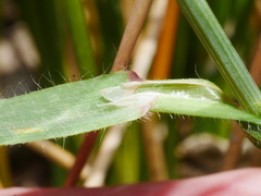 Bromus diandrus