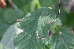 Lyonetia clerkella