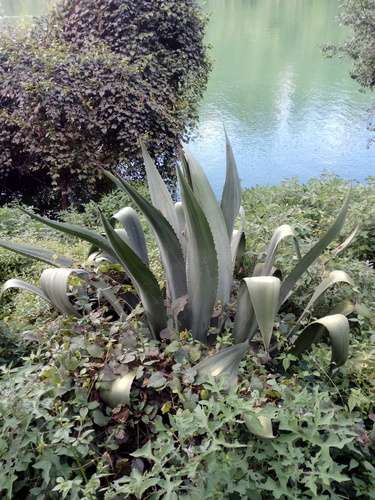 Agave hookeri