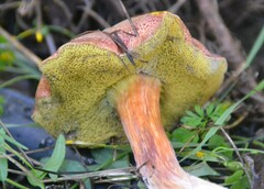 Xerocomellus armeniacus