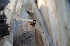 Calligrapha spiraeae