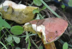 Xerocomellus armeniacus