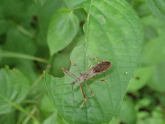 Endochus cingalensis