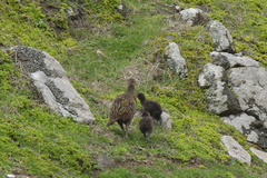 Gallirallus australis hectori