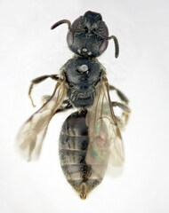 Lasioglossum punctatissimum