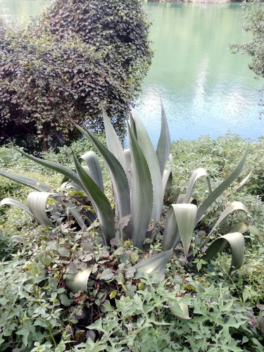 Agave hookeri