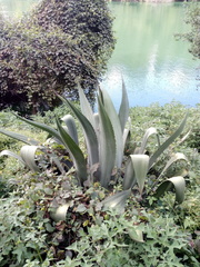 Agave hookeri