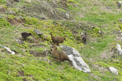 Gallirallus australis hectori