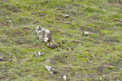 Gallirallus australis hectori