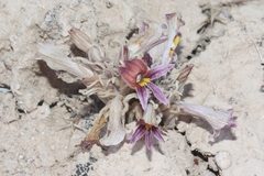 Aphyllon corymbosum