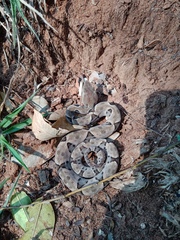 Bothrops moojeni