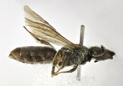 Lasioglossum punctatissimum