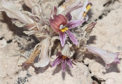 Aphyllon corymbosum