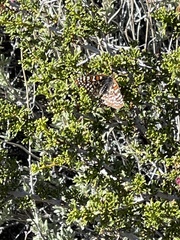 Euphydryas chalcedona hennei