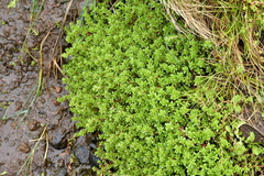 Crassula moschata