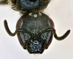 Lasioglossum punctatissimum