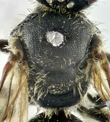 Lasioglossum punctatissimum