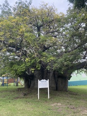 Adansonia digitata