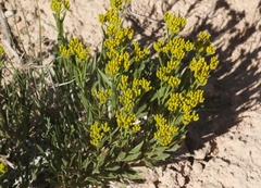 Petradoria pumila