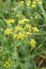 Bupleurum