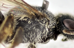 Lasioglossum punctatissimum