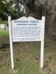 Adansonia digitata