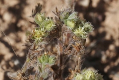 Lappula occidentalis