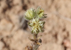 Lappula occidentalis