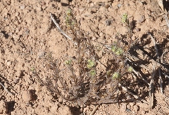 Lappula occidentalis