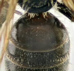 Lasioglossum punctatissimum