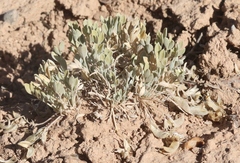 Astragalus calycosus