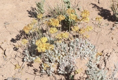 Eriogonum shockleyi