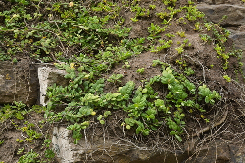 Veronica chathamica