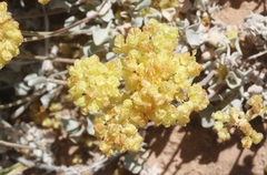 Eriogonum shockleyi