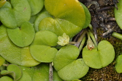 Dichondra brevifolia