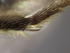 Lasioglossum punctatissimum