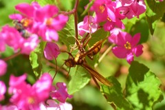 Polistes major