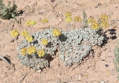 Eriogonum shockleyi