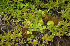 Dichondra brevifolia