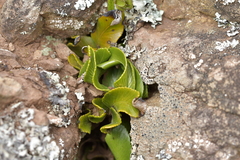 Asplenium obtusatum